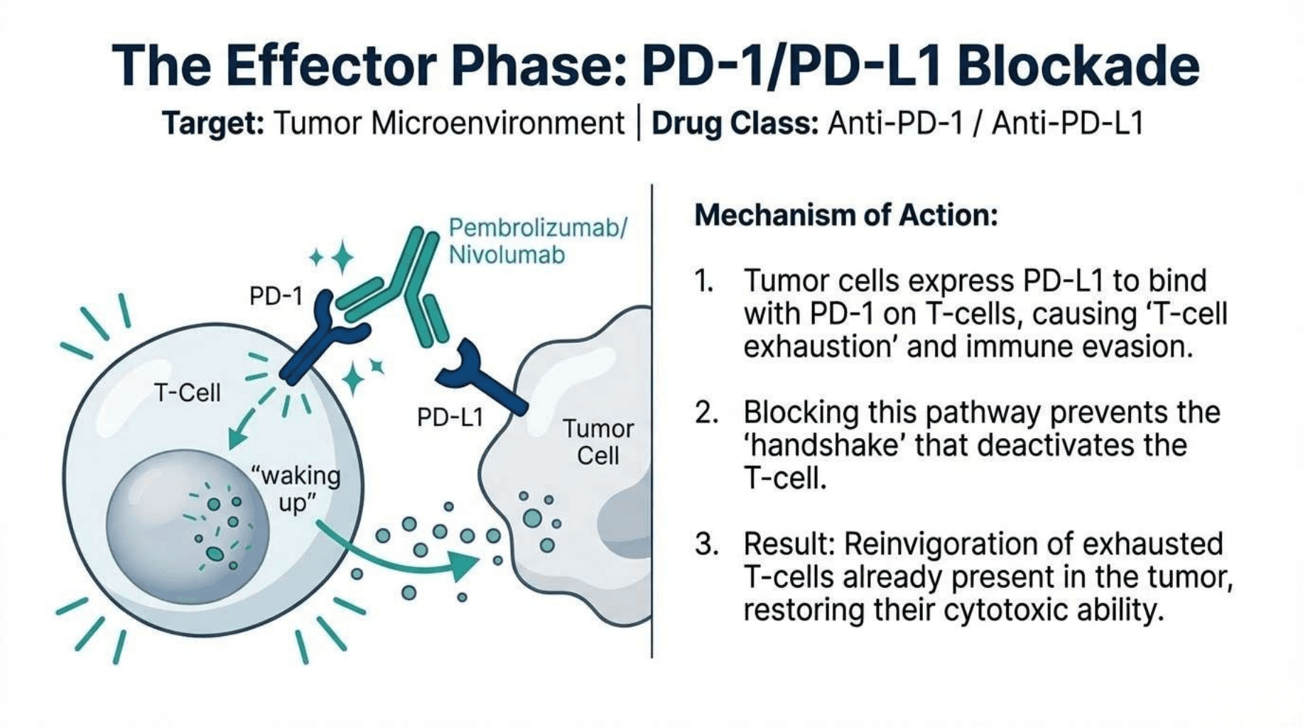 Slide 4 of The Fourth Pillar: Fundamentals of Cancer Immunotherapy
